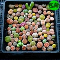 生石花种子50粒装 生石花种子+肥料 [买两份送一份]生石花种子 包芽 屁股花 进口南非混合种子