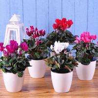 A17100粒 正品仙客来花种子种子绿植花卉种子兔子花籽四季盆栽易种花种子