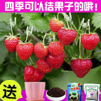 奶油草莓500粒+3种肥 莓种子 花种子四季种易活开花不断室内蔬菜植物阳台观花卉盆栽