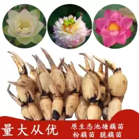荷花莲藕种根+生根粉 荷塘泥3包不含其他 盆栽食用莲藕种子荷花种根苗观赏荷花苗莲花苗池塘中大型荷花种藕