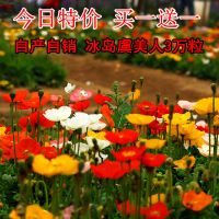 混色虞美人500粒+1包肥 冰岛虞美人种子耐寒耐春秋播花种子景观花海四季种易活开花不断