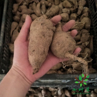 A1画廊[包成活] [买一送4] 大丽花种球盆栽四季种植物室内花卉庭院重瓣花球根苗