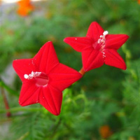 羽叶茑萝混装20粒+肥+生根粉 买1送1爬藤羽叶茑萝种子五角星星花种子四季易种阳台花新娘花莺萝