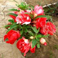 混色重瓣茶花凤仙300粒+肥料 茶花凤仙花种子重瓣四季开花庭院室内阳台盆栽花种籽子七彩指甲花