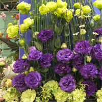 耧斗菜200粒(送盆土肥) 猫爪花耧斗菜花种子易种活四季阳台盆栽开花不断庭院花花卉种籽