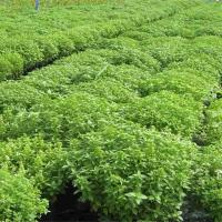 罗勒种子300粒 罗勒种子 九层塔 食用香料香花种子 薄荷种子蔬菜种子