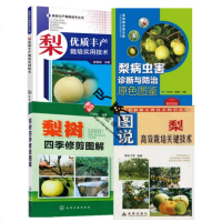 梨优质丰产栽培实用技术+梨树四季修剪图解+梨病虫害诊断与防治原色图鉴+图说梨高效栽培关键技术 梨树种植技术大全书籍梨