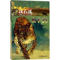 [多区域]牧羊豹 沈石溪 领衔主创 正版儿童文学图书