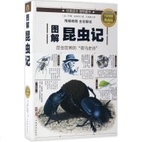 [多区域 ]图解昆虫记 (法)亨利·法布尔(Jean-Henri Fabre) 著;王光波 译 正版外国文学名著读