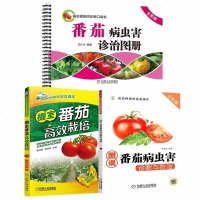 [全3册]棚室番茄高效栽培+图说番茄病虫害诊断与防治+番茄病虫害诊治图册高效种植番茄西红柿栽培技术大全大棚蔬菜栽培教