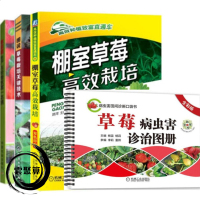 草莓园生产与经营+棚室草莓高效栽培+病虫害诊治+草莓栽培关键技术 有机草莓无土栽培技术大棚草莓种植技术大全草莓种植技