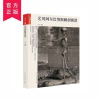 正版人民美术出版社艺用阿尔比努斯解剖图谱手绘图谱步骤解析三部分内容解析人体全身骨骼与肌肉人体骨骼分解形态人体肌肉分解