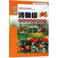 正版 图说沙糖橘优质高效栽培技术 彩图版 柑橘提质增效生产丛书 中国农业出版社 砂糖橘栽培种植技术 砂糖橘管理