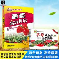 草莓高效栽培(双色印刷)+草莓病虫害诊治图册2本 大棚草莓种植技术大全 草莓高效栽培书籍 种草莓的书病虫害防治技术