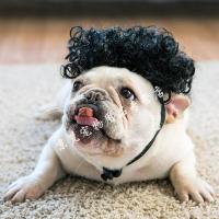 宠物头饰狗狗假猫咪搞笑造型鸡腿小龙女爆炸头小辫子恶搞道具