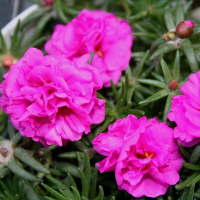 太阳花重瓣盆栽室外牡丹吊兰四季花苗阳台庭院花卉植物带根太阳花