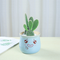 仙人球植物盆栽室内开花防辐射桌面仙人掌盆栽植物多肉植物仙人球