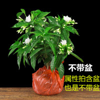 丁香花盆栽室内室外阳台客厅办公桌四季常青观花植物带花苞好养花