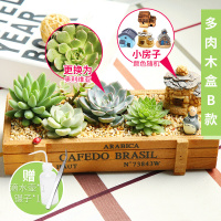 多肉植物组合盆栽观音莲万重山肉肉植物含盆新手套餐办公桌绿植