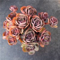 秀妍超大群生多肉植物小盆栽 创意多头老桩植物 特价花卉一物一拍