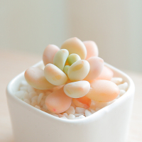 洛神多肉植物桌面绿植小盆栽组合新款防辐射多肉花拼盘老桩论斤卖