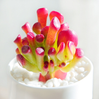 吸财树 多肉植物组合办公室内盆栽办公室防辐射肉肉 筒月花叶多肉