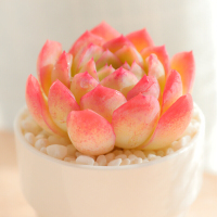 莎莎女王多肉植物组合盆栽新款超大巨型稀有小贵货多肉老桩论斤卖