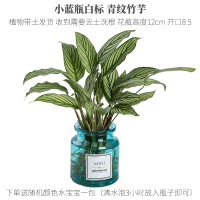 竹芋水培植物玻璃瓶水养盆栽办公室内净化空气除甲醛绿植极有家