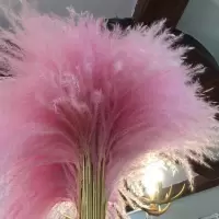 干花芦苇蒲苇花粉色彩色咖啡店摆件芦苇蓝色韩风时尚欧美北欧风格