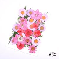 树叶标本材料包植物干花儿童手工道具多款搭配DIY花材