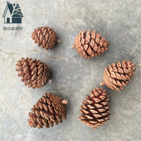 松果装饰干花创意马尾松天然树枝鱼鳞松塔拍摄道具diy森林材料包