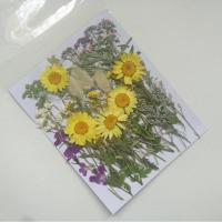 周周押花 花丛花镜 田间野花DIY材料包 植物干花标本手工化妆拍摄