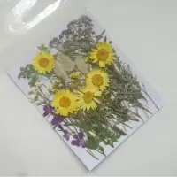 周周押花 花丛花镜 田间野花DIY材料包 植物干花标本手工化妆拍摄