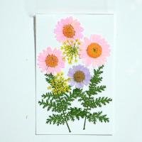 面部装饰贴纸 脸部 贴花化妆干花妆面压花少女艺术写真拍照干花包