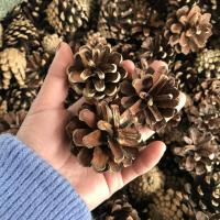 30个松果幼儿园装饰摆件干花包拍摄道具圣诞手工diy画松塔