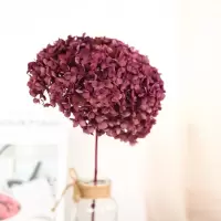 绣球花干花真花永生花diy材料包家居装饰摆件大只安娜绣球木绣球