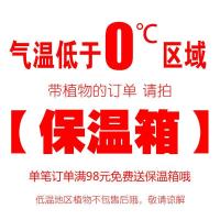 多肉花盆创意田园可爱小动物柯基小狗卡通树脂花盆办公室桌面花器