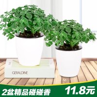 【2盆】碰碰香 桌面一抹香绿植盆栽 除甲醛净化空气