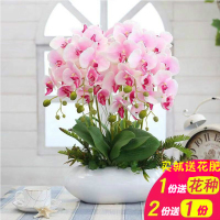 买2送1】 蝴蝶兰花苗 当年开花 盆栽室内绿植花卉君子兰植物四季花剑