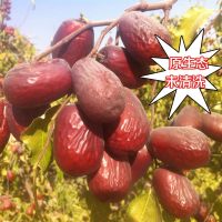 新疆大枣和田红枣玉枣骏枣特级星未清洗加工原生态吊干枣 已清洗500g*2袋