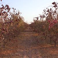 西北小院优质土枣陕北骏枣大枣级未清洗吊干楼兰红枣 拍2件送500g零食小枣