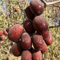 年新枣超特级装新疆红枣灰枣若羌灰枣手工挑拣灰枣精品