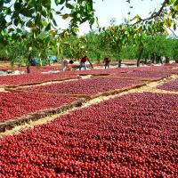 红枣新疆特产灰枣红枣干大红枣若羌灰枣枣子大枣非特级和田枣 若羌灰枣500g*3袋(3斤)