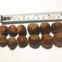 笑祝散装美国大榛子薄皮坚果食特产开口东北 二元350g罐装(散装)
