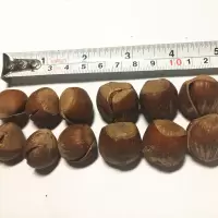 笑祝美国开口大榛子坚果休闲食品散装孕妇小孩皆宜 二元榛子（2500G原包装）