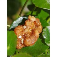 琥珀核桃仁特产食坚果云南纸皮核桃肉装休闲小吃新品