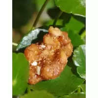 琥珀核桃仁特产食坚果云南纸皮核桃肉装休闲小吃新品