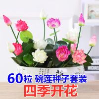 已开口水培植物睡莲荷花种子盆栽绿植花卉