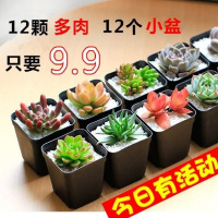 [3-24棵多肉套餐]多肉植物熊童子桃蛋吉娃娃玉露花卉园艺盆栽