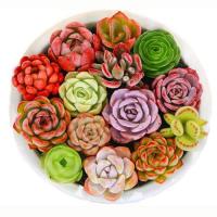 多肉 多肉植物 豪华套餐 桃蛋 玉露红宝石吉娃娃秀妍花卉园艺盆栽